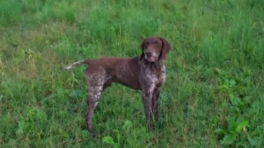 Kahverengi ve beyaz Kurzhaar av köpeği 