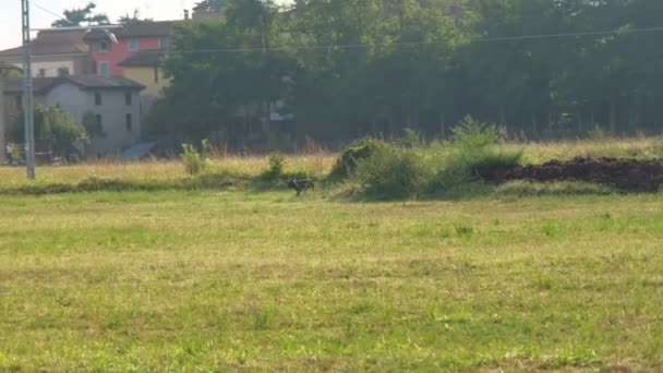 Brauner Und Weißer Kurzhaar Jagdhund Bei Einer Jagdaktion — Stockvideo
