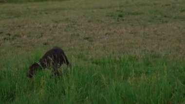 Kahverengi ve beyaz Kurzhaar av köpeği 