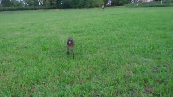 Brown White Kurzhaar Hunting Dog Hunting Action — Stockvideo