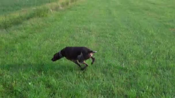Bruin Wit Kurzhaar Jachthond Een Jachtactie — Stockvideo