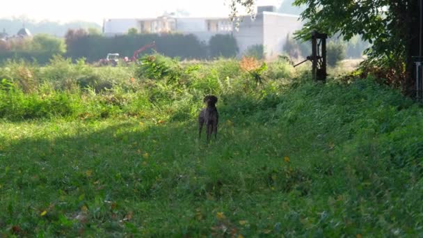 Brauner Und Weißer Kurzhaar Jagdhund Bei Einer Jagdaktion — Stockvideo