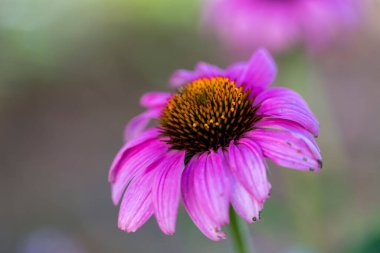 Echinacea purpurea Moench 'in pembe çiçeğinin ayrıntıları. Yüksek kalite fotoğraf