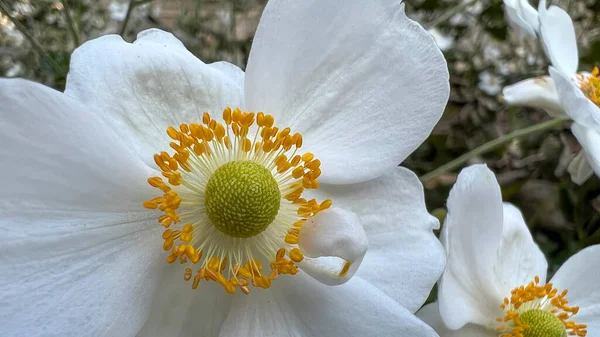 Eriocapitella Hupehensis Anémona Japonesa Blanca Jardín Flores Foto Alta Calidad —  Fotos de Stock