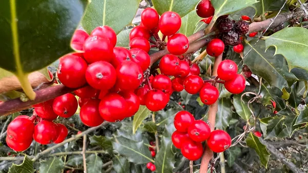 Närbild Himmelsk Bambu Nandina Växt Med Klasar Levande Röda Bär — Stockfoto