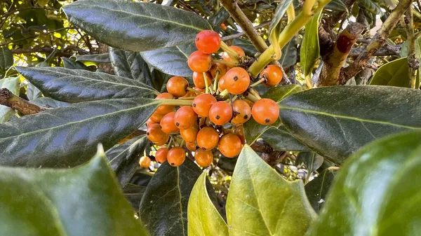 鮮やかな赤い果実の束と天空の竹ナンディナ植物のビューを閉じます 高品質の写真 — ストック写真