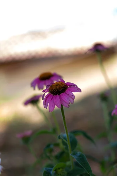 エキナセア純尿素モエンチのピンクの花の詳細 高品質の写真 — ストック写真