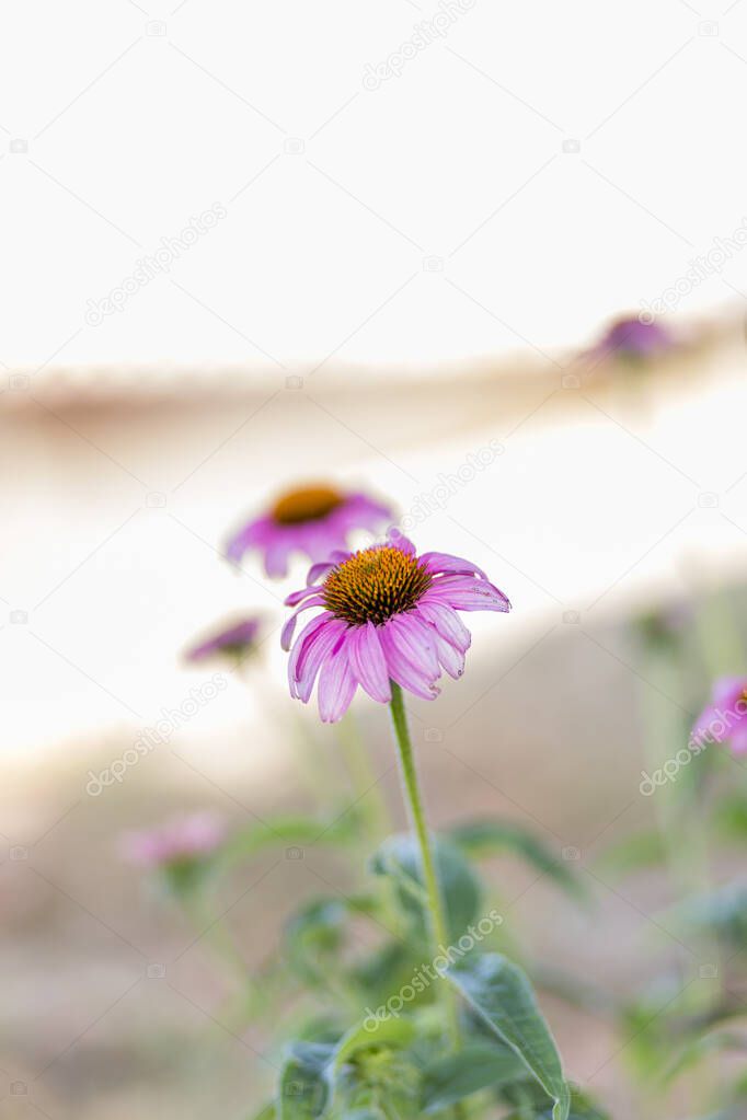 detail of the pink flower of Echinacea purpurea Moench. High quality photo