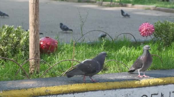 공원의 난간에 앉아 있는 비둘기들의 느린 동작 — 비디오