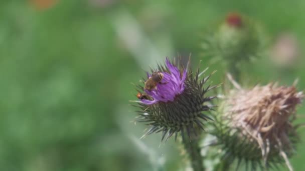 Pszczoła zapylająca kwitnący kwiat ostu latem — Wideo stockowe