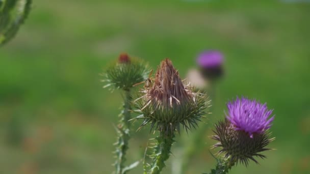 夏天蜜蜂授粉开花的茴香花 — 图库视频影像