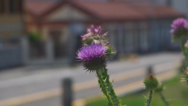 Včelí opylovací kvetoucí bodláčí květ v létě — Stock video