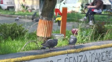 güvercinler park çıkıntısında ağır çekimde