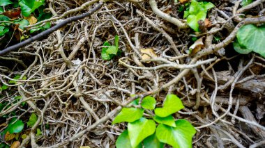 Kökler ve sarmaşık sarmaşıkları bitkiler ve yosunlarla dolu antik taş duvarlarda. Yüksek kalite fotoğraf