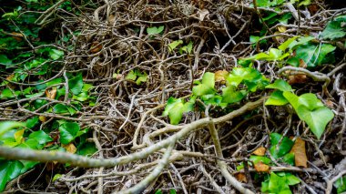 Kökler ve sarmaşık sarmaşıkları bitkiler ve yosunlarla dolu antik taş duvarlarda. Yüksek kalite fotoğraf