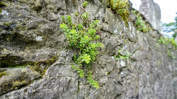 Parede Pedra Antiga Com Plantas Musgos Foto Alta Qualidade — Fotografia de Stock