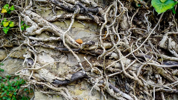 Korzenie Bluszcz Pnącza Starożytnej Kamiennej Ścianie Roślin Mchów Wysokiej Jakości — Zdjęcie stockowe