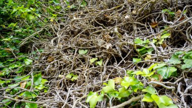 Kökler ve sarmaşık sarmaşıkları bitkiler ve yosunlarla dolu antik taş duvarlarda. Yüksek kalite fotoğraf