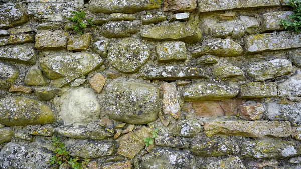 植物やコケと古代の石の壁 高品質の写真 — ストック写真