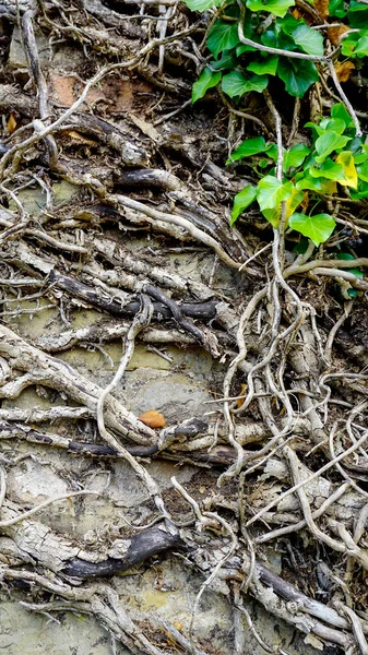 Raíces Enredaderas Hiedra Antigua Pared Piedra Con Plantas Musgos Foto —  Fotos de Stock