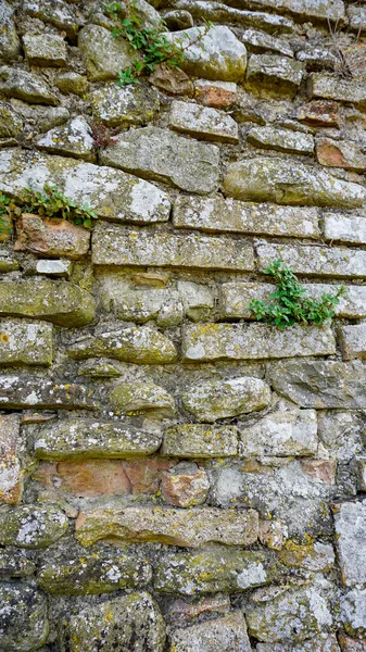 Bitkiler Yosunlarla Dolu Antik Taş Duvar Yüksek Kalite Fotoğraf — Stok fotoğraf