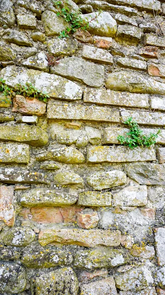 Antico Muro Pietra Con Piante Muschi Foto Alta Qualità — Foto Stock