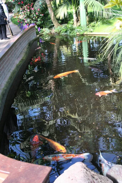 Sekelompok Ikan Mas Koi Indah Dalam Gaya Jepang Danau Luar — Stok Foto