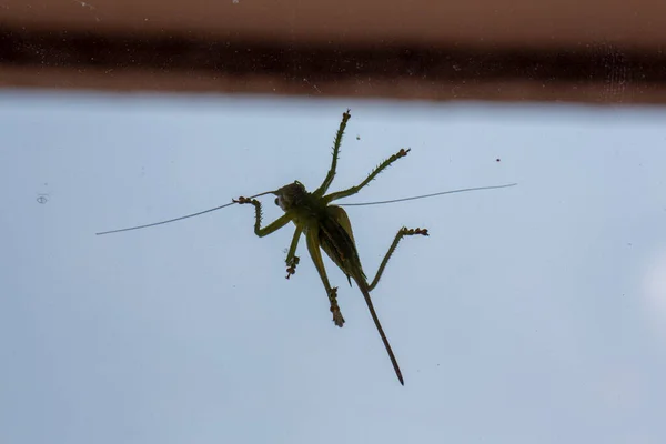 Gran Saltamontes Verde Ventana Foto Alta Calidad — Foto de Stock