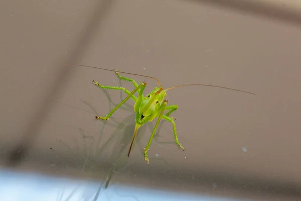 Gran Saltamontes Verde Ventana Foto Alta Calidad — Foto de Stock