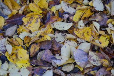 Sonbaharda yeşillik yaprakları döküldü. Yüksek kalite fotoğraf