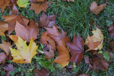 Sonbaharda 5 yapraklı çayır yaprakları döküldü. Yüksek kalite fotoğraf