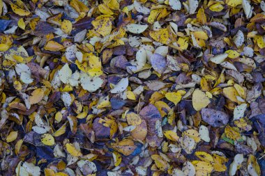 Sonbaharda yeşillik yaprakları döküldü. Yüksek kalite fotoğraf