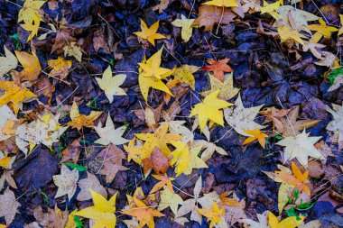 Sonbaharda 5 yapraklı çayır yaprakları döküldü. Yüksek kalite fotoğraf