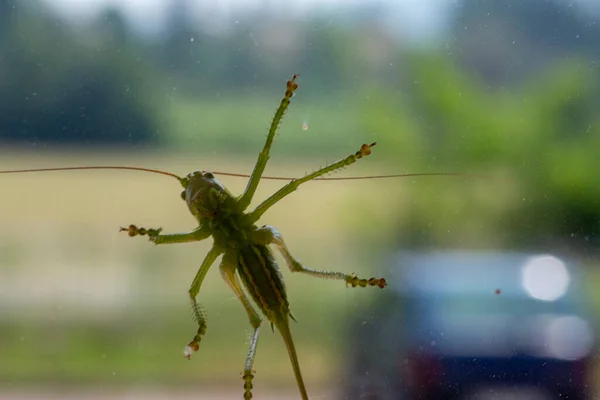 Gran Saltamontes Verde Ventana Foto Alta Calidad — Foto de Stock