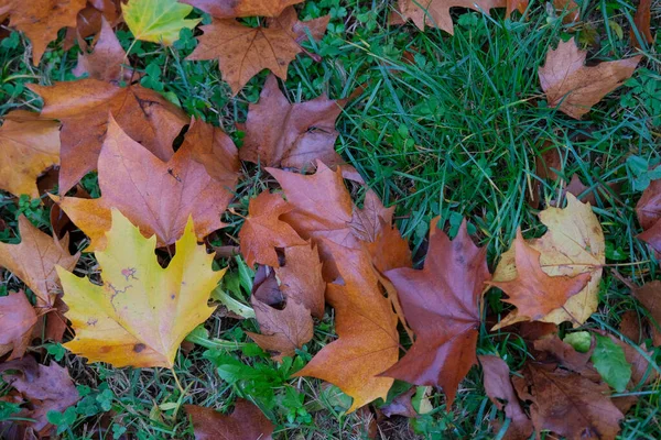 Weide Van Puntige Bladeren Gedaald Herfst Hoge Kwaliteit Foto — Stockfoto