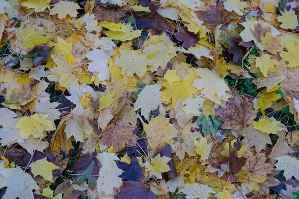 Wiese Mit Spitzen Laubblättern Die Herbst Gefallen Sind Hochwertiges Foto — Stockfoto