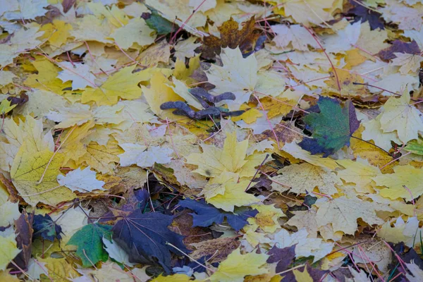 Wiese Mit Spitzen Laubblättern Die Herbst Gefallen Sind Hochwertiges Foto — Stockfoto