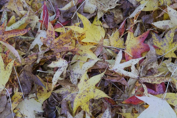 Wiese Mit Spitzen Laubblättern Die Herbst Gefallen Sind Hochwertiges Foto — Stockfoto