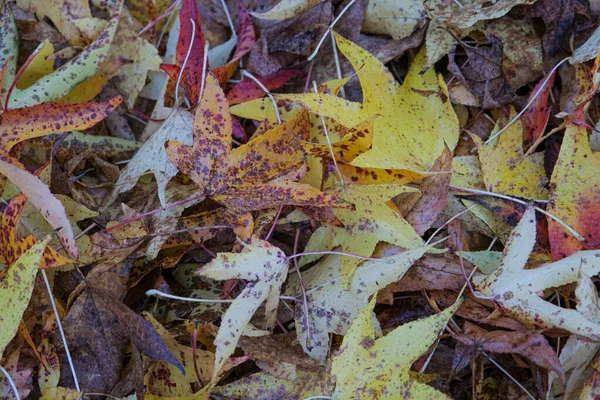 Prairie Feuilles Feuillage Branches Tombées Automne Photo Haute Qualité — Photo