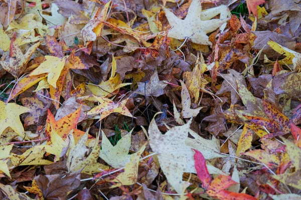 5本の葉の草原が秋に落ちます 高品質の写真 — ストック写真