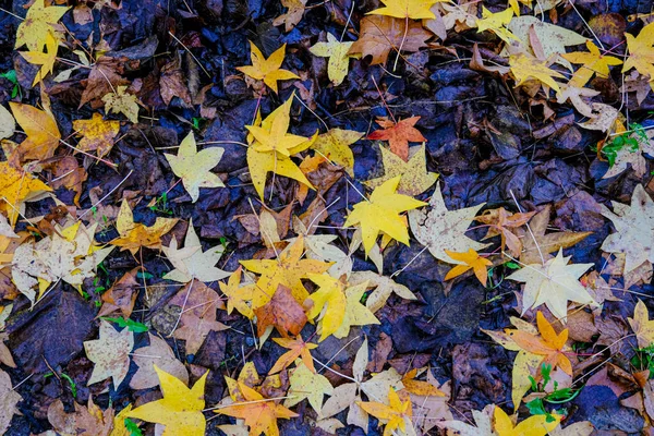 Wiese Mit Spitzen Laubblättern Die Herbst Gefallen Sind Hochwertiges Foto — Stockfoto