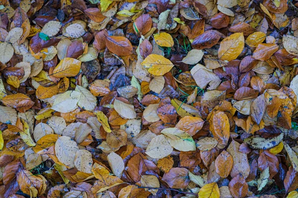 Łąka Liści Pięcioramiennych Opadła Jesienią Wysokiej Jakości Zdjęcie — Zdjęcie stockowe