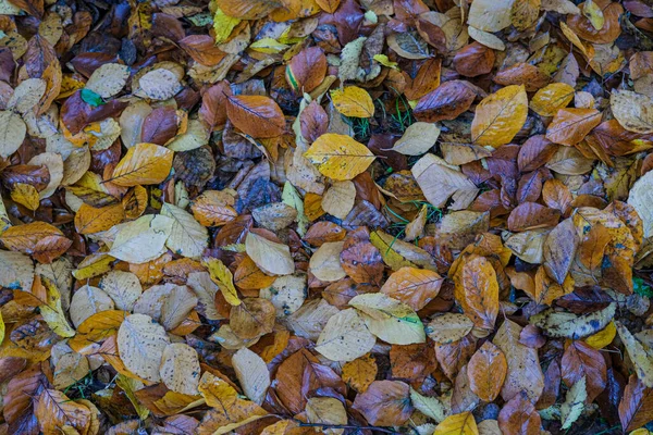 Wiese Mit Spitzen Laubblättern Die Herbst Gefallen Sind Hochwertiges Foto — Stockfoto
