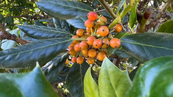 Vista Cerca Una Planta Celestial Bambú Nandina Con Racimos Bayas —  Fotos de Stock