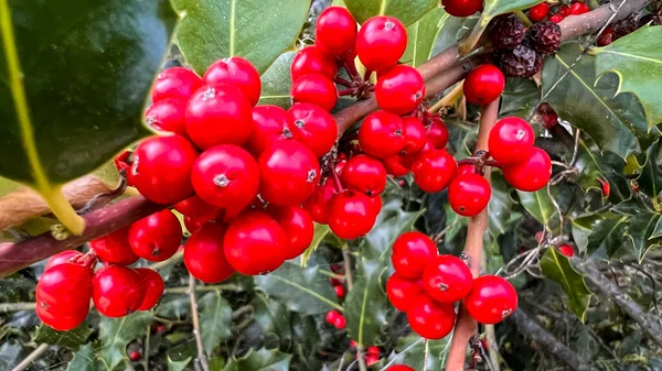 Vista Perto Uma Planta Bambu Nandina Celestial Com Cachos Bagas — Fotografia de Stock