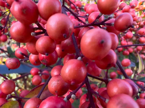 俯瞰着一丛丛鲜红的浆果 美丽的竹笋树 高质量的照片 — 图库照片
