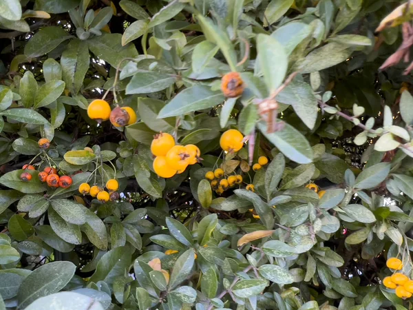 Vista Cerca Una Planta Celestial Bambú Nandina Con Racimos Bayas — Foto de Stock