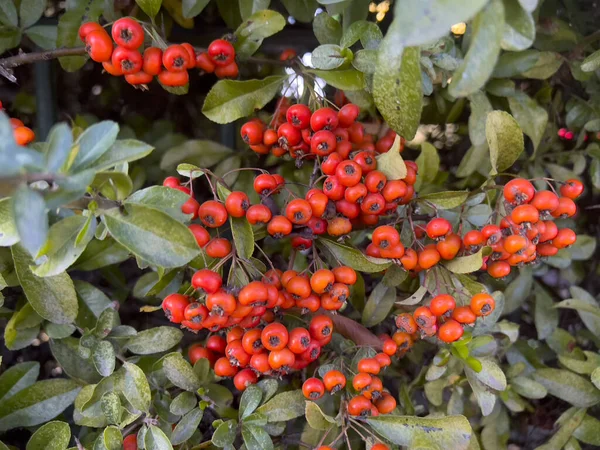 Close View Heavenly Bamboo Nandina Plant Bunches Vivid Red Berries — Stock Photo, Image