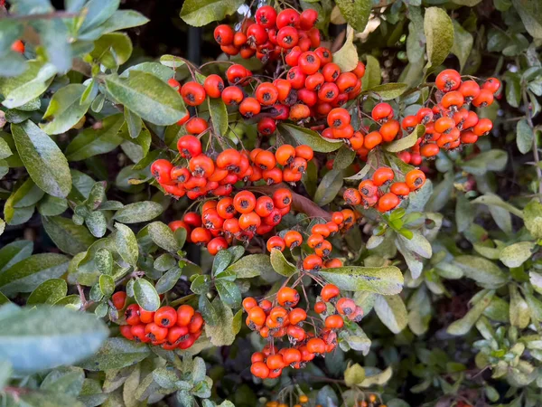 Közelkép Egy Mennyei Bambusz Nandina Növény Fürtök Élénk Vörös Bogyók — Stock Fotó