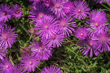 Delosperma Cooperi pembe çiçeğinin yakın görüntüsü. Yüksek kalite fotoğraf